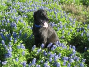 Guinness in the blue bonnets